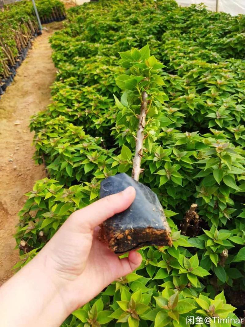 塔紫塔红三角梅，小袋苗自家基地直发，现货