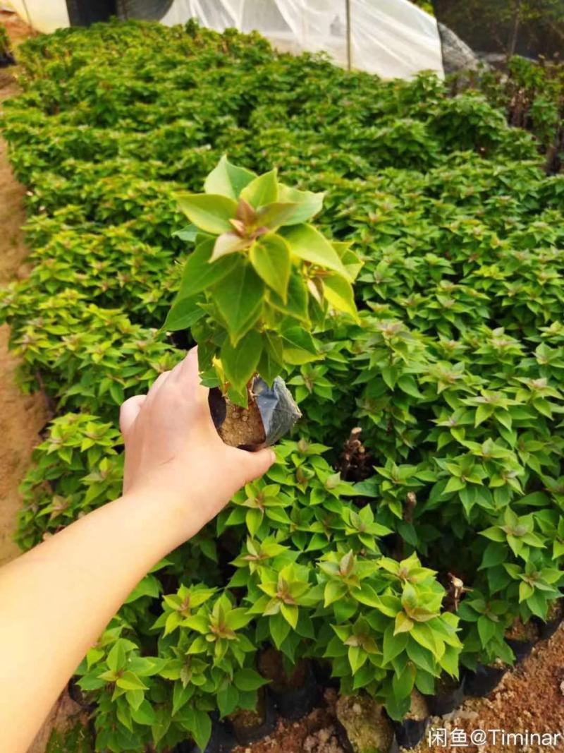 塔紫塔红三角梅，小袋苗自家基地直发，现货