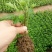 金丝黄菊苗婺源菊花苗免费提供种植技术基地直销包成活