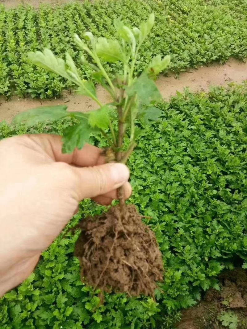 金丝黄菊苗婺源菊花苗免费提供种植技术基地直销包成活