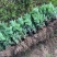 金丝黄菊苗婺源菊花苗免费提供种植技术基地直销包成活