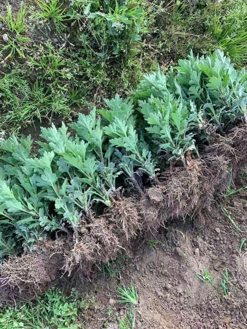 金丝黄菊苗婺源菊花苗免费提供种植技术基地直销包成活
