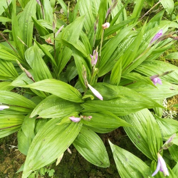 白芨苗，药材种苗，3年苗出售