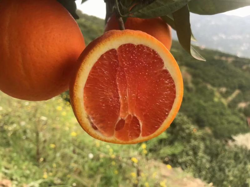秭归血橙红心橙树上鲜果产地一手货源保质保量