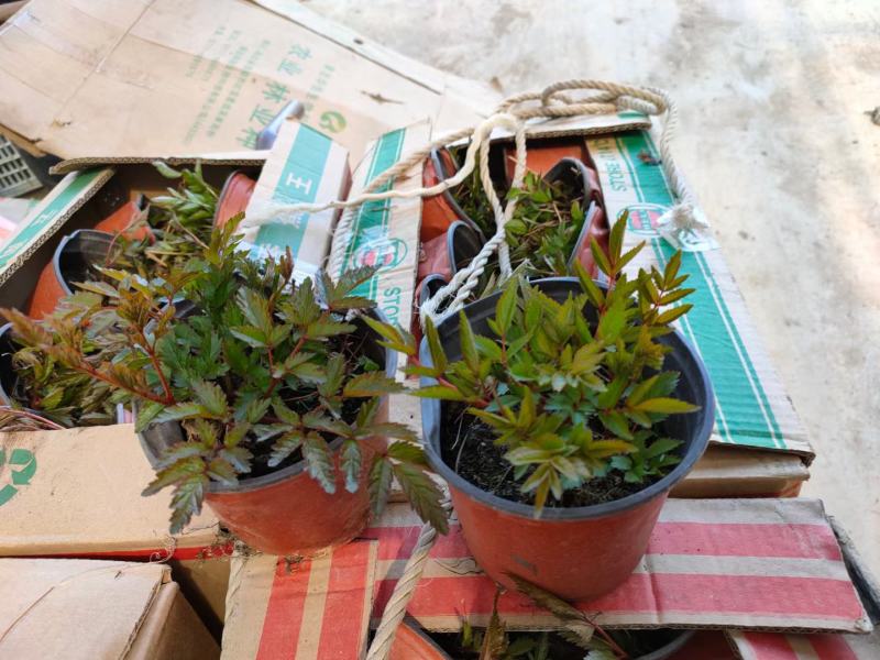 落新妇，基地一手货源，络新妇，常年销售各种绿化苗木