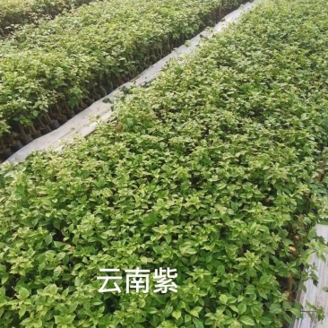 云南紫安格斯三角梅20杆袋苗，爬藤花卉自家