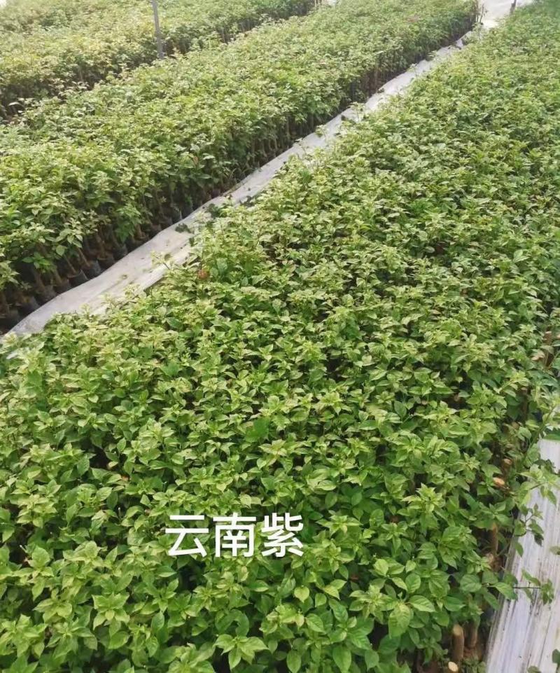 云南紫安格斯三角梅20杆袋苗，爬藤花卉自家