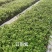 云南紫安格斯三角梅20杆袋苗，爬藤花卉自家
