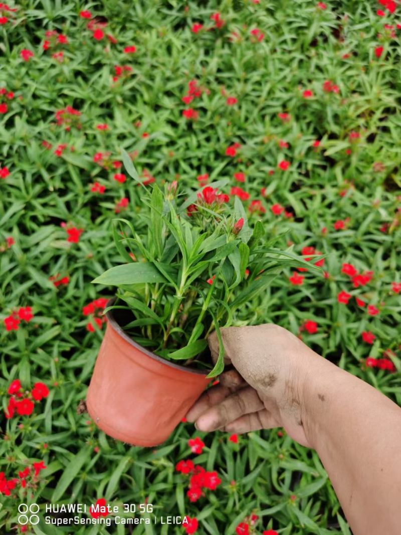 日本血草，基地直销，常年销售各种绿化苗木。