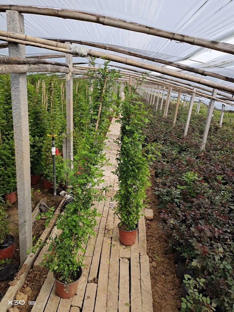 日本血草，基地直销，常年销售各种绿化苗木。