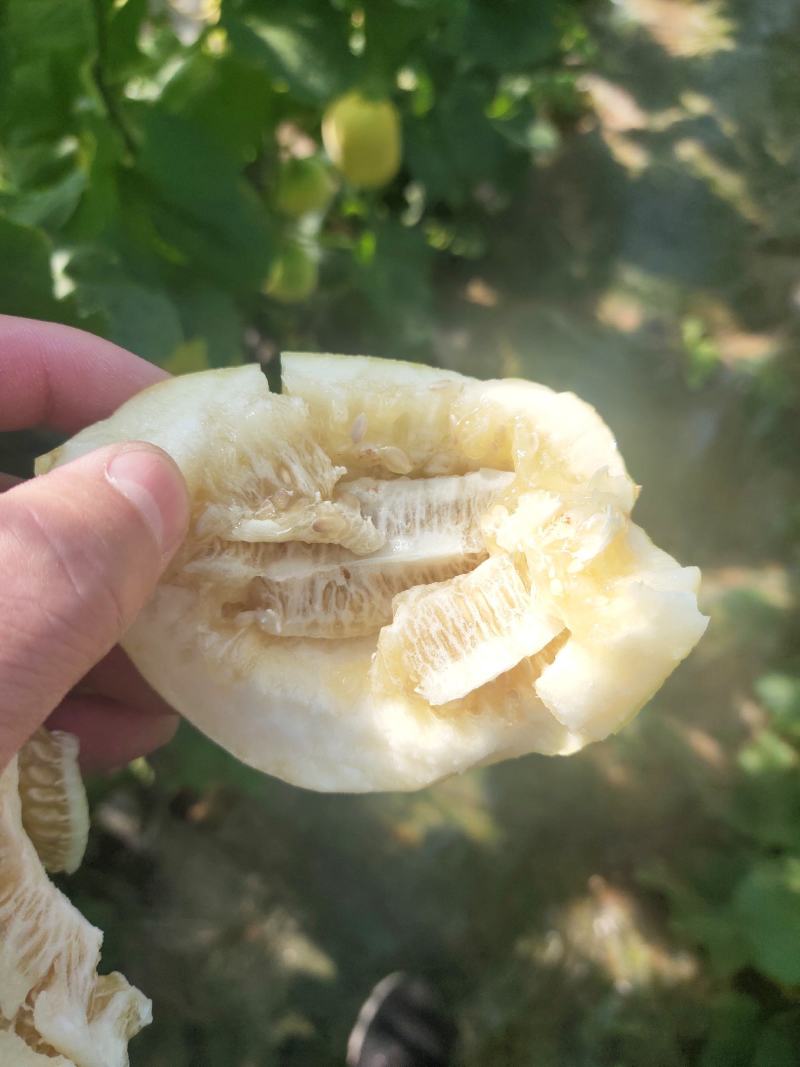 齁甜齁甜的山地瓜上市了