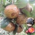 油茶种子白花油茶种子红花油茶种子大果油茶种子茶树种子园林