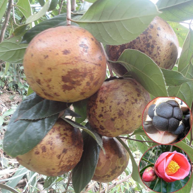 油茶种子白花油茶种子红花油茶种子大果油茶种子茶树种子园林