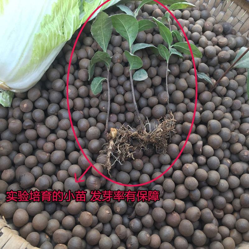 油茶种子白花油茶种子红花油茶种子大果油茶种子茶树种子园林