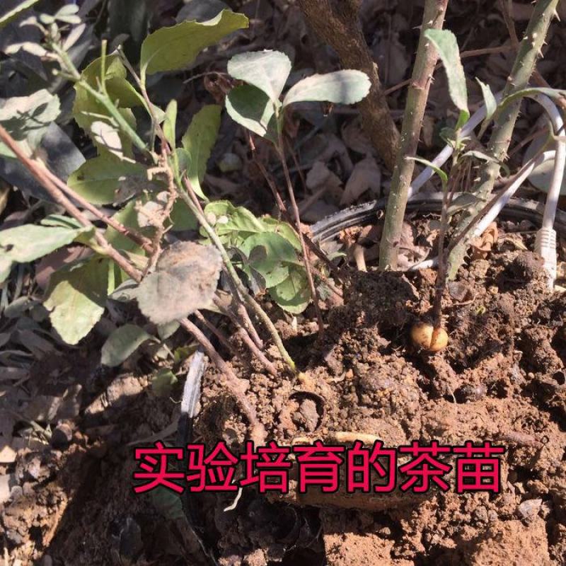 油茶种子白花油茶种子红花油茶种子大果油茶种子茶树种子园林