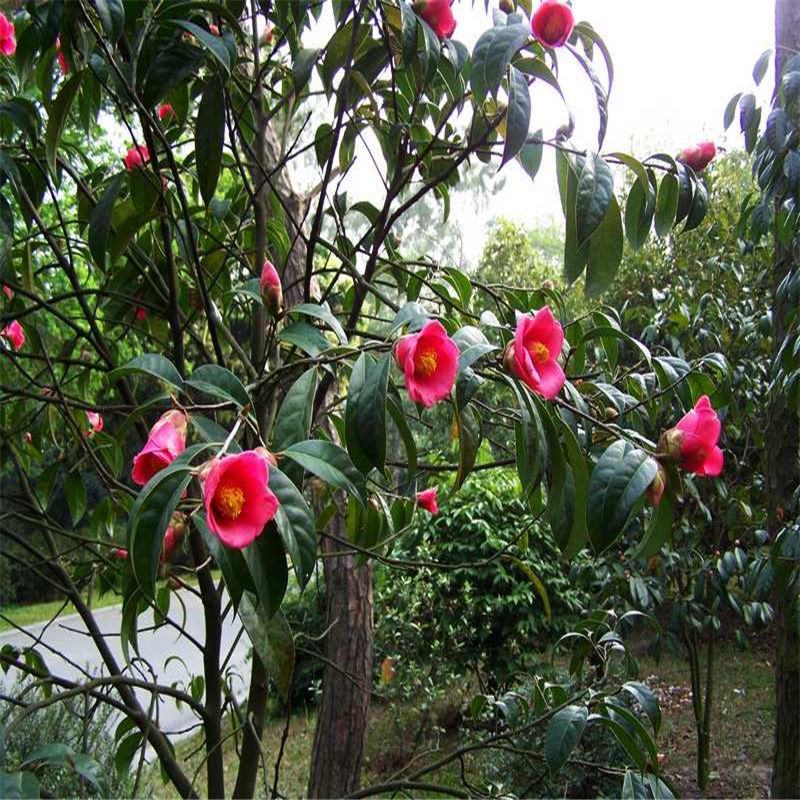 油茶种子白花油茶种子红花油茶种子大果油茶种子茶树种子园林