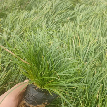 青绿苔草，基地直销，常年供应各种绿化苗。。