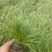 青绿苔草，基地直销，常年供应各种绿化苗。。