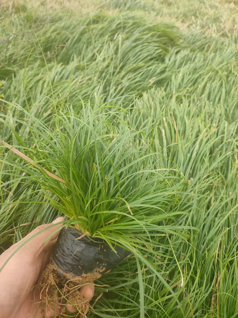青绿苔草，基地直销，常年供应各种绿化苗。。
