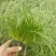 青绿苔草，基地直销，常年供应各种绿化苗。。