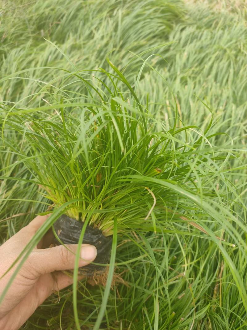 青绿苔草，基地直销，常年供应各种绿化苗。。