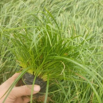 崂峪苔草，基地一手货源，常年销售各种绿化苗木