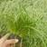 崂峪苔草，基地一手货源，常年销售各种绿化苗木