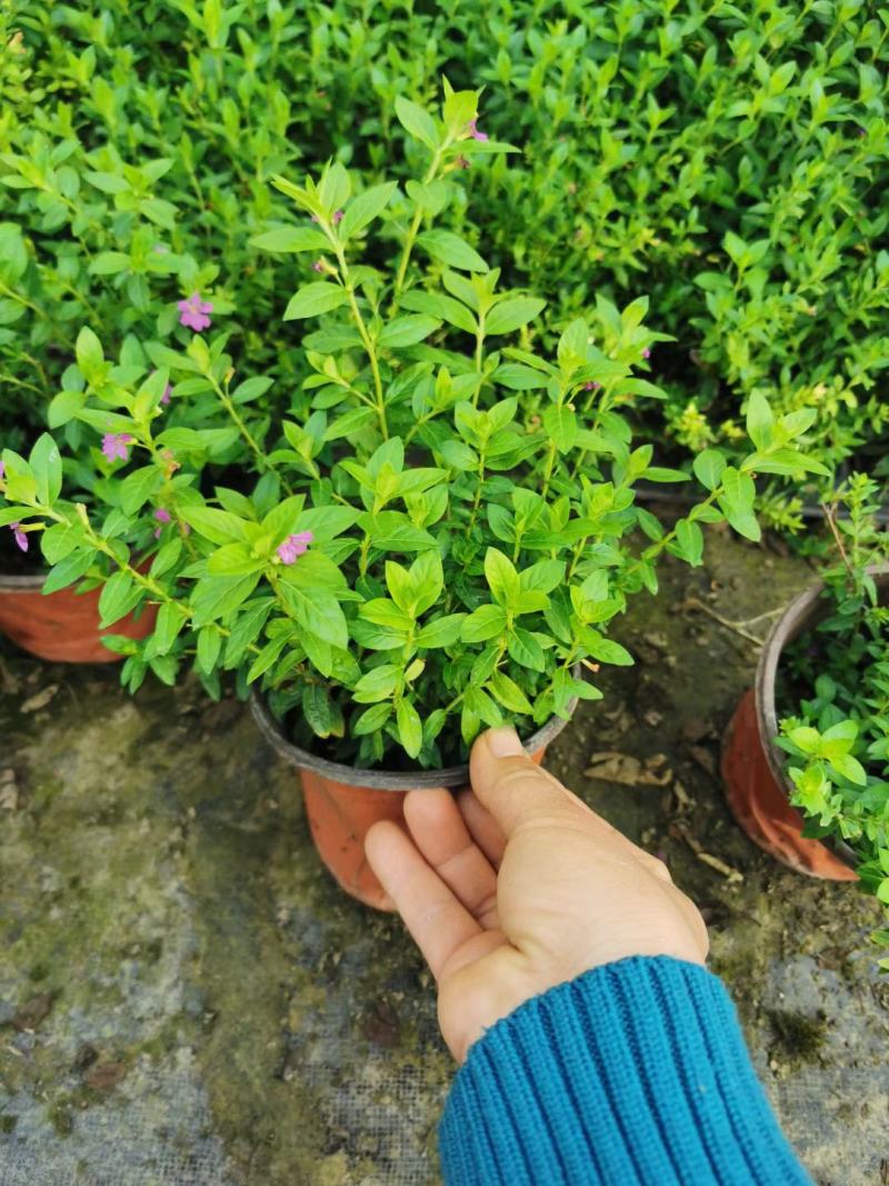 金酒吧芒，基地直销常年销售各种绿化苗木。