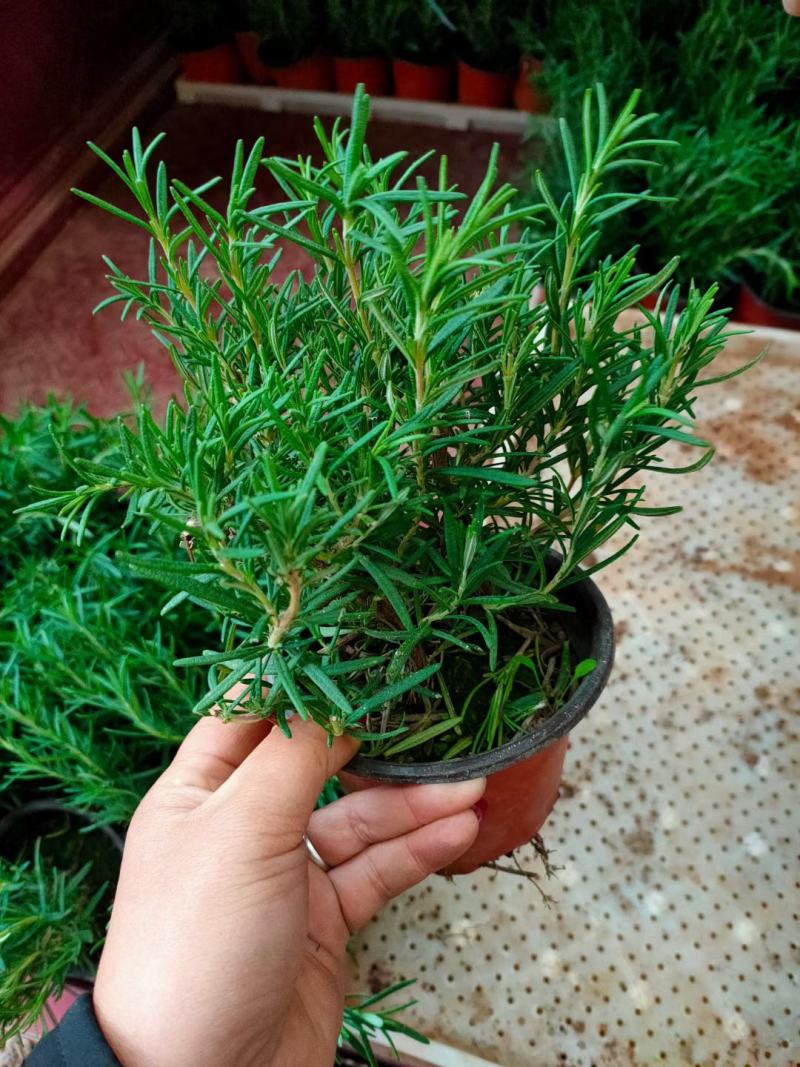 金酒吧芒，基地直销常年销售各种绿化苗木。