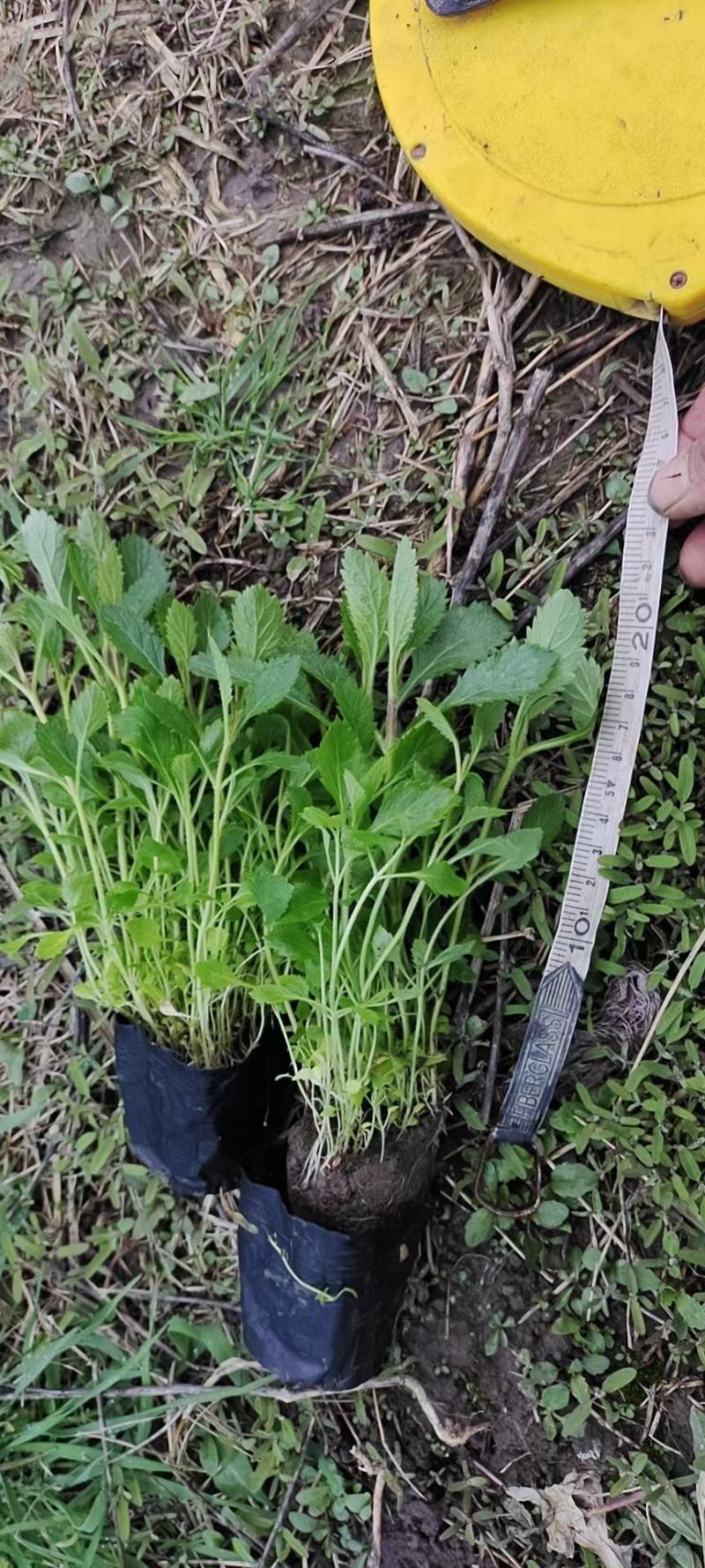 金酒吧芒，基地直销常年销售各种绿化苗木。