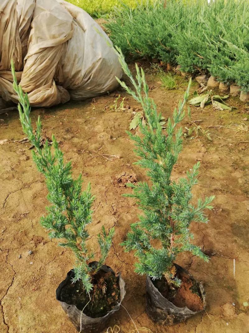 金酒吧芒，基地直销常年销售各种绿化苗木。