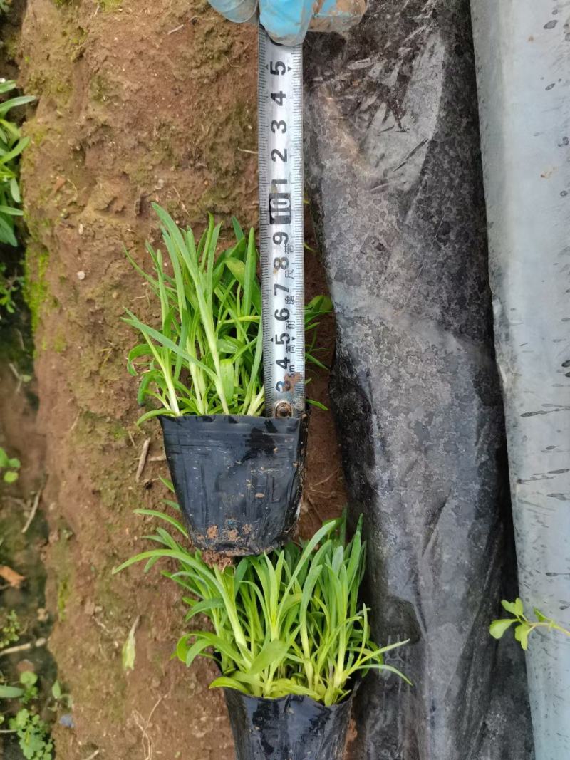 金酒吧芒，基地直销常年销售各种绿化苗木。