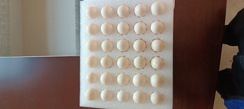 鸽子蛋散养新鲜鸽子蛋孕妇宝宝营养生鲜蛋白鸽蛋顺