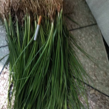 精选知母苗包种植技术上门指导经济效益高量大价优现苗