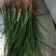 精选知母苗包种植技术上门指导经济效益高量大价优现苗