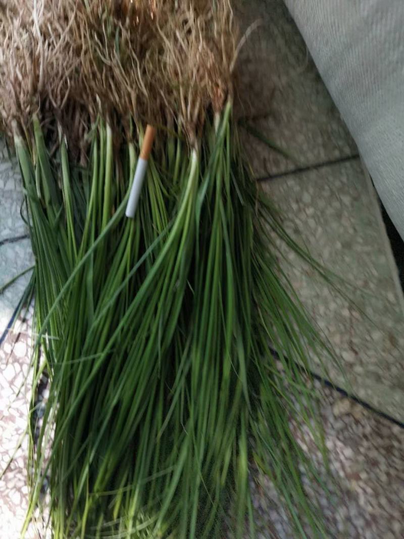 精选知母苗包种植技术上门指导经济效益高量大价优现苗