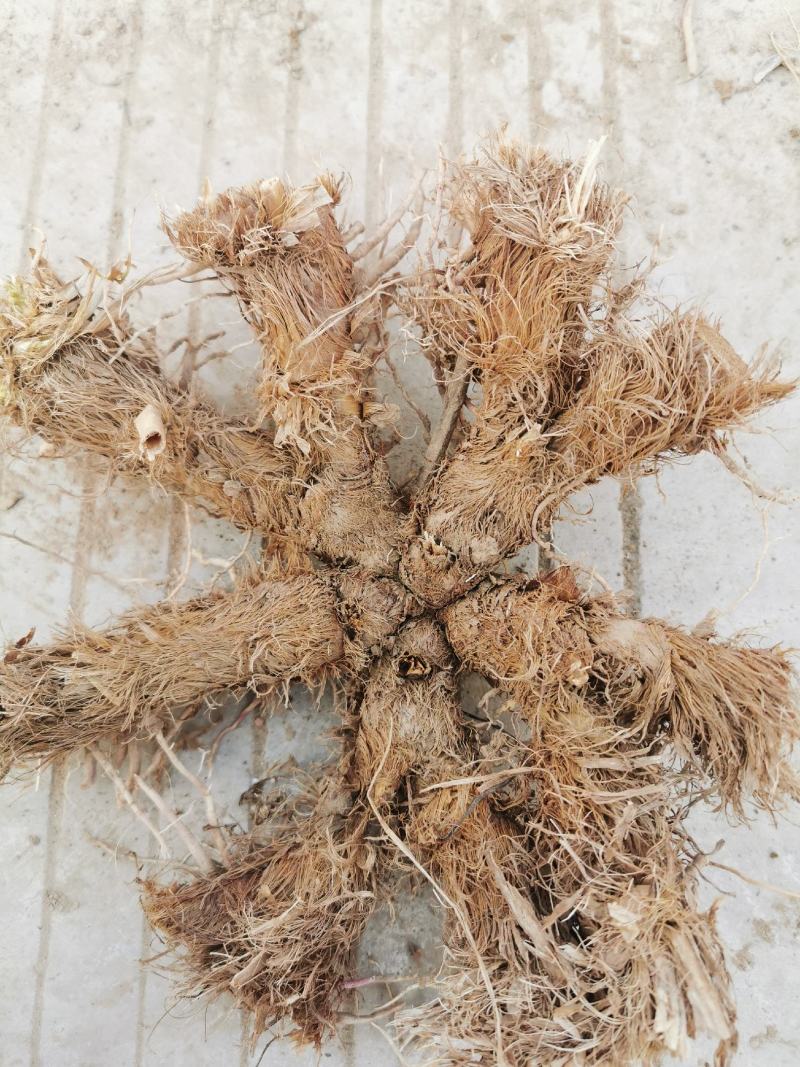 精选知母苗包种植技术上门指导经济效益高量大价优现苗