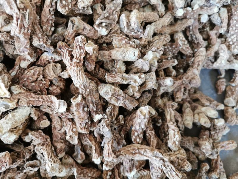 精选知母苗包种植技术上门指导经济效益高量大价优现苗