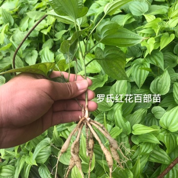 正品红花百部苗白花紫花品种现苗多多！