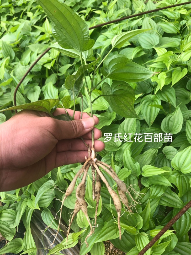 正品红花百部苗白花紫花品种现苗多多！