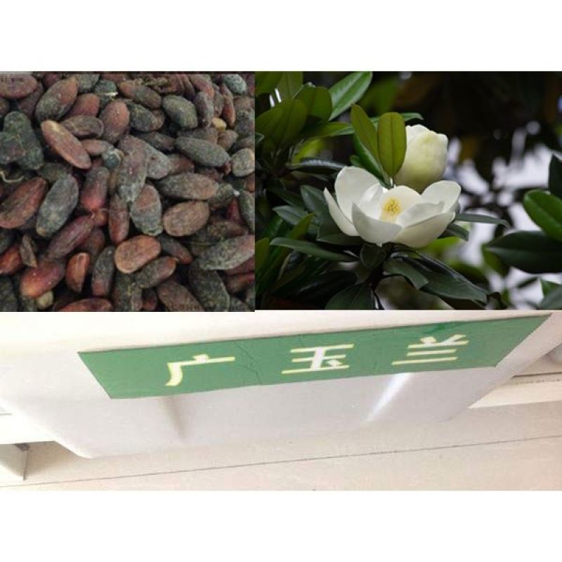 红玉兰种子白玉兰种子黄玉兰种子广玉兰种子辛夷种子园林绿化