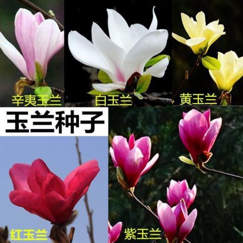 红玉兰种子白玉兰种子黄玉兰种子广玉兰种子辛夷种子园林绿化
