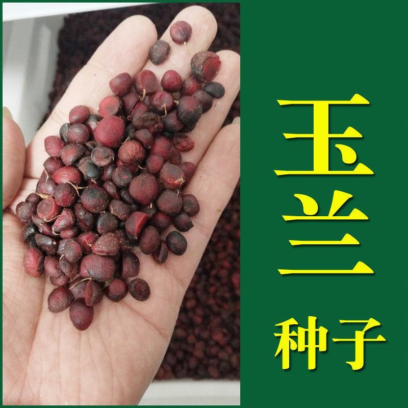 红玉兰种子白玉兰种子黄玉兰种子广玉兰种子辛夷种子园林绿化