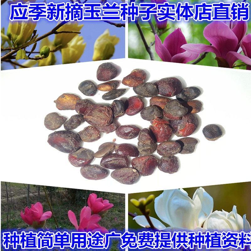 红玉兰种子白玉兰种子黄玉兰种子广玉兰种子辛夷种子园林绿化