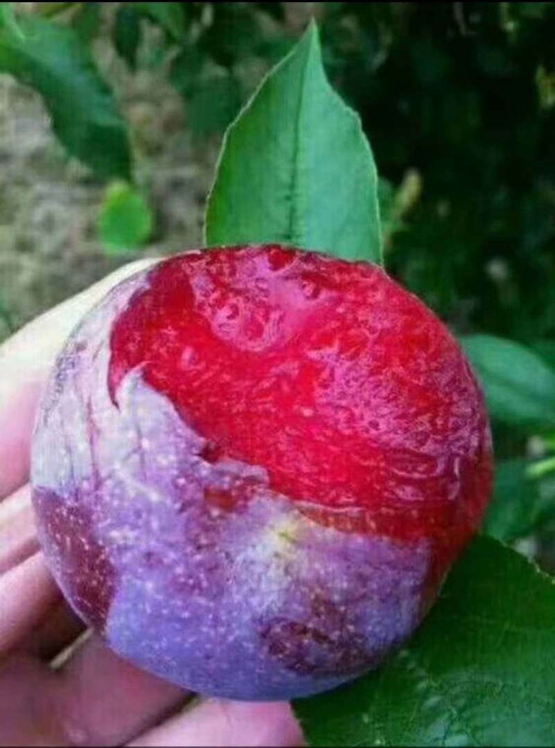 三华李苗，果子大易管理，产量非常高，一棵