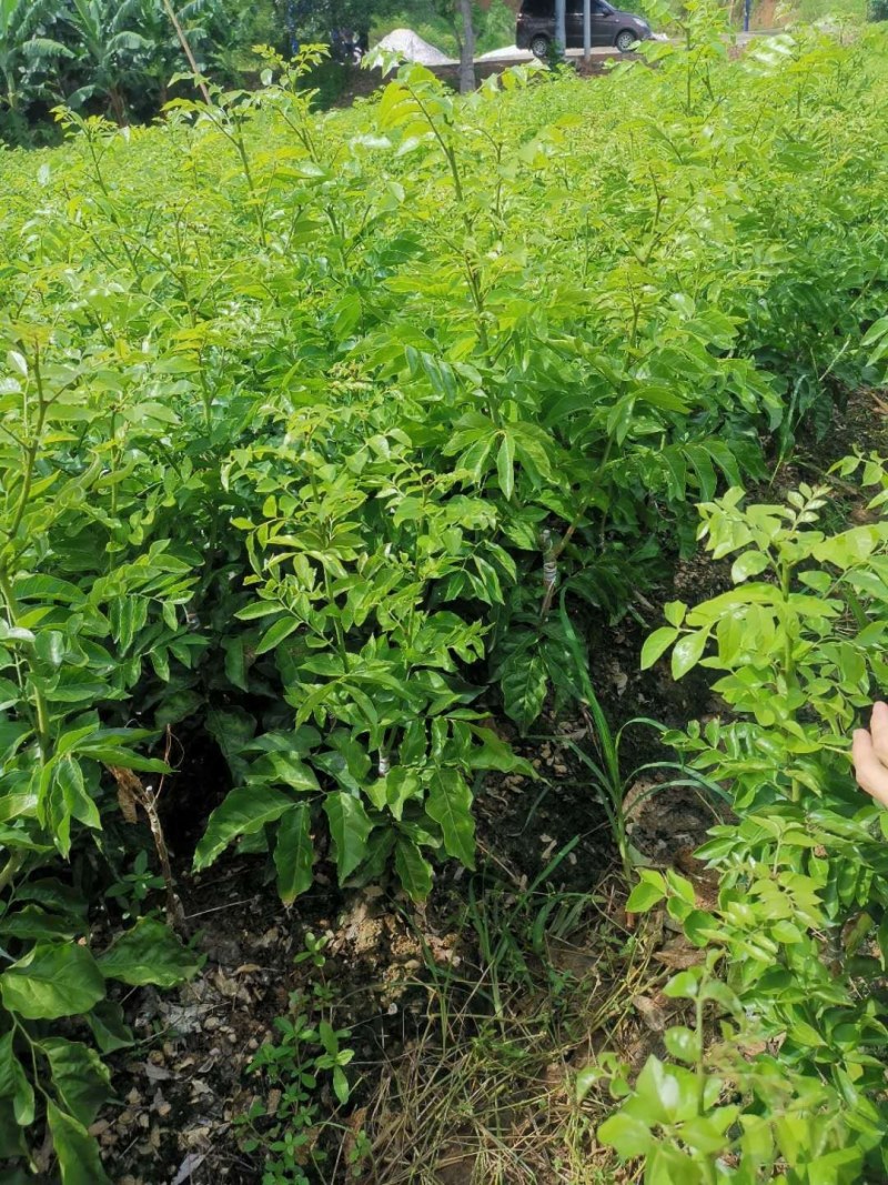 三华李苗，果子大易管理，产量非常高，一棵