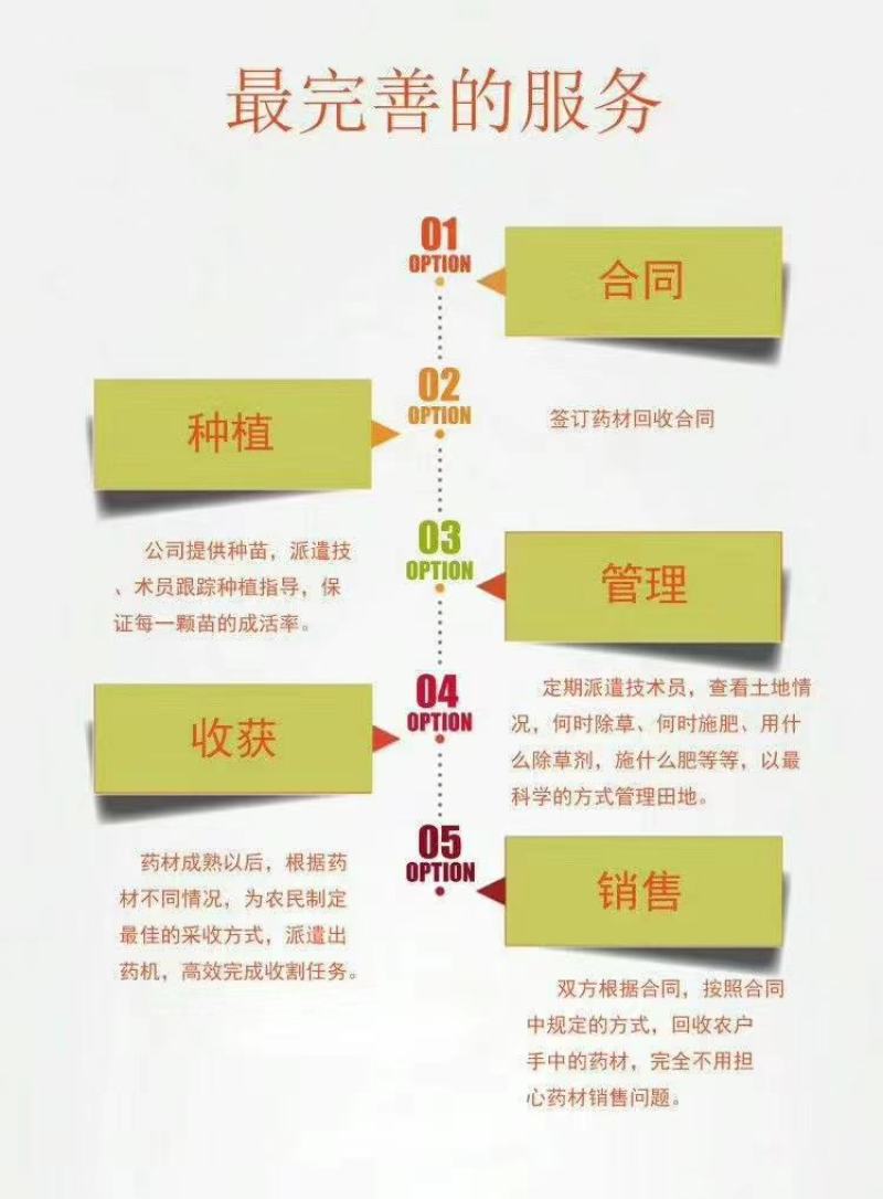 改良优质高产黑参苗基地直发技术跟踪指导量大优惠