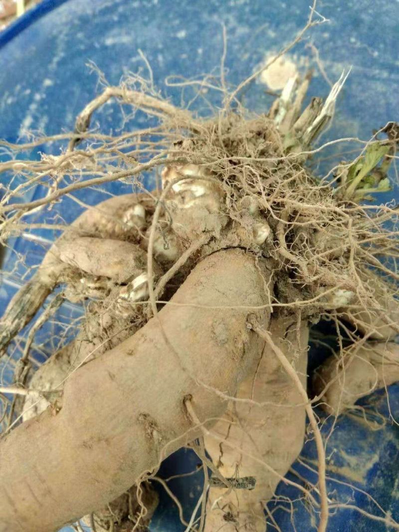 改良优质高产黑参苗基地直发技术跟踪指导量大优惠
