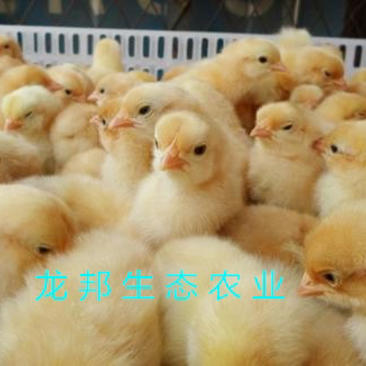 湘黄土鸡苗厂家直销包打液氮马立克疫苗包运输