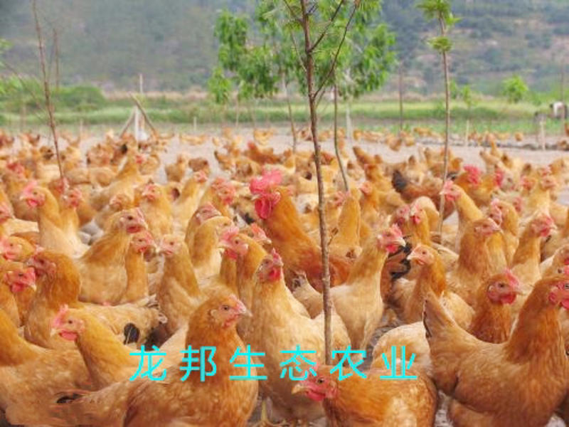 湘黄土鸡苗厂家直销包打液氮马立克疫苗包运输